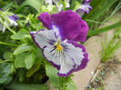 Pansy (2014, Aprill 28)