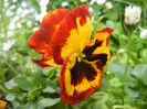 Pansy (2014, Aprill 28)