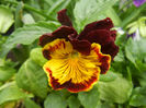 Pansy (2014, Aprill 28)