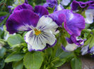 Pansy (2014, May 01)