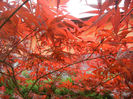 Acer palmatum Bloodgood (2014, Apr.30)