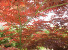 Acer palmatum Bloodgood (2014, May 02)