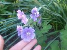 Geranium Terre Franche