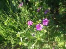Geranium Tiny Monster