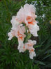 DSCN1886_098