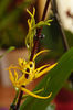 Brassia Orange Delight