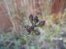 Syringa patula Miss Kim (2014, March 30)