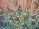 Syringa patula Miss Kim (2014, March 30)