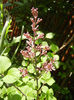 Syringa patula Miss Kim (2014, May 02)