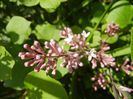Syringa patula Miss Kim (2014, May 02)