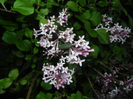 Syringa patula Miss Kim (2014, May 06)