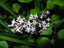 Syringa patula Miss Kim (2014, May 06)