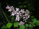 Syringa patula Miss Kim (2014, May 06)