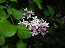 Syringa patula Miss Kim (2014, May 06)