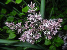 Syringa patula Miss Kim (2014, May 06)