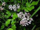 Syringa patula Miss Kim (2014, May 06)
