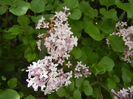 Syringa patula Miss Kim (2014, May 09)