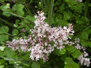 Syringa patula Miss Kim (2014, May 09)