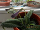 streptocarpus