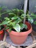 crossandra pui 1