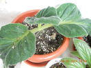 gloxinia