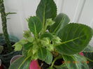 gloxinia
