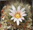 mammillaria aureilanata
