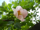 Rosa canina_Dog Rose (2014, May 02)