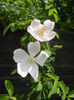 Rosa canina_Dog Rose (2014, May 09)