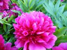 Paeonia Rubra plena
