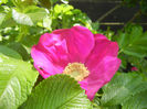 Rosa rugosa (2014, May 02)