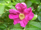Rosa rugosa (2014, May 02)