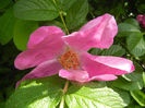 Rosa rugosa (2014, May 02)