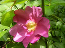 Rosa rugosa (2014, May 09)