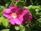 Rosa rugosa (2014, May 09)