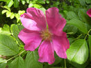 Rosa rugosa (2014, May 09)