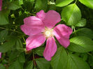 Rosa rugosa (2014, May 09)
