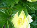 Paeonia Itoh-Bartzella-