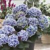 hydrangea bavaria