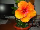 DSC08334