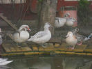 DSCN4011