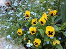 myosotis & panselute