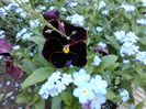 myosotis & panselute