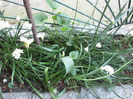 planta cu miros de usturoi