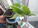 Aeschinanthus de vanzare 5 lei
