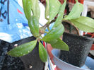 Aeschinanthus 2 de vanzare 5 lei