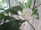 floare de lima