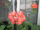 muscata stelata