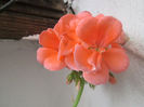 muscata olandeza