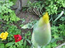 boboc de iris
